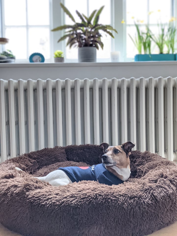 Soft Pet Bed