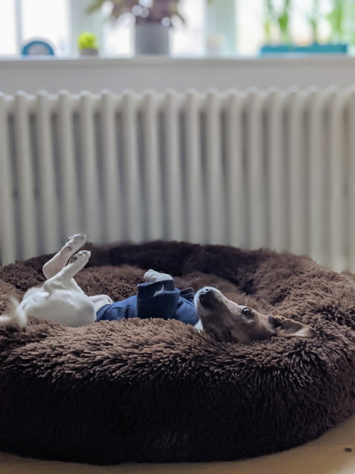 Soft Pet Bed