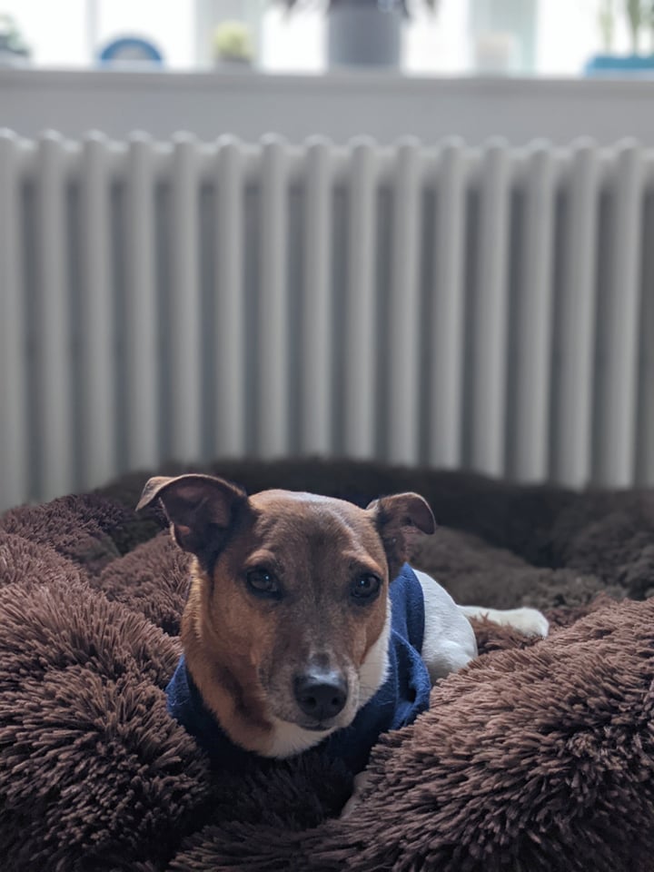 Soft Pet Bed