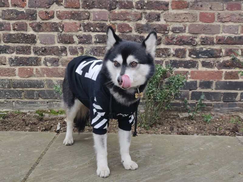 Dog Hoodie