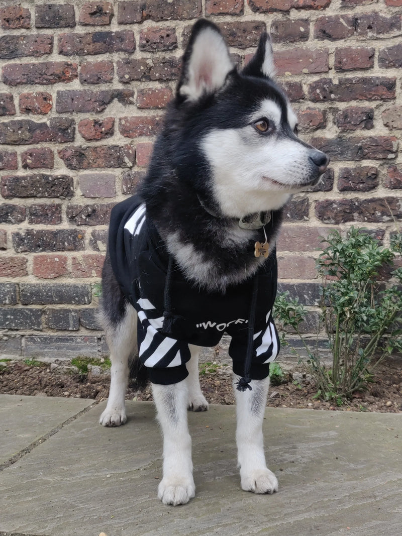 Dog Hoodie