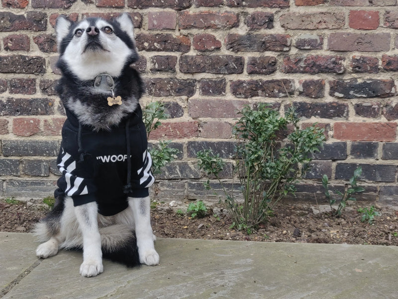 Dog Hoodie