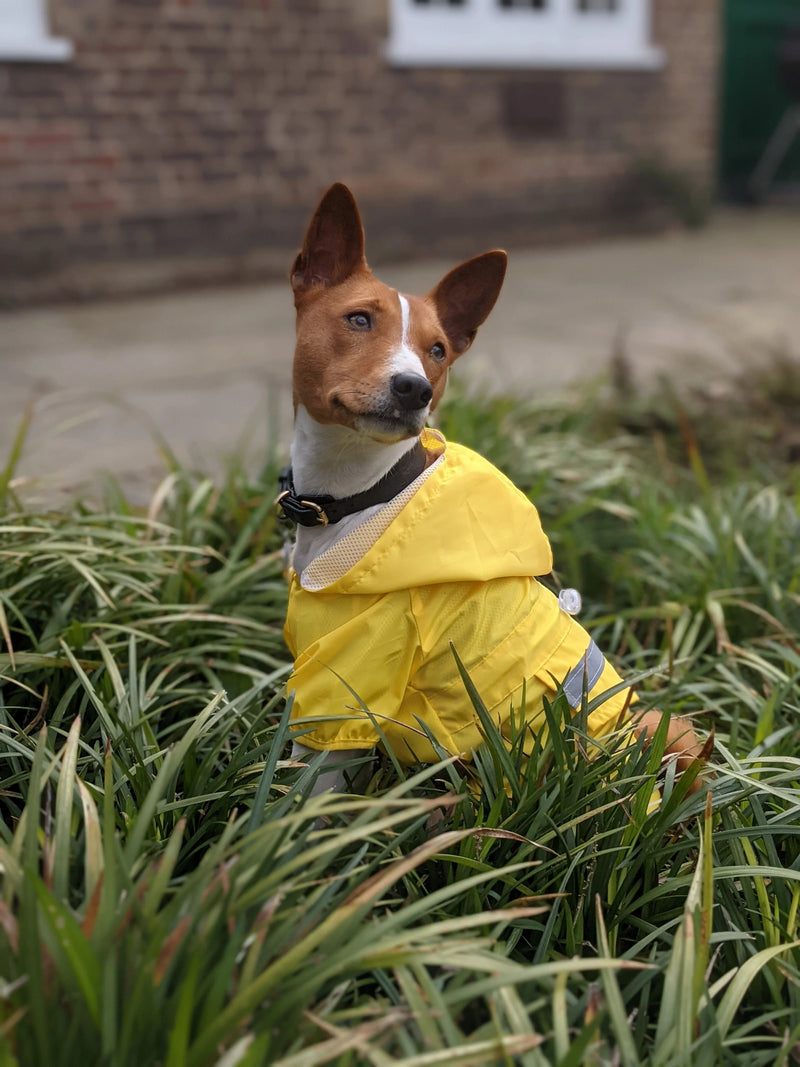 Dog Raincoat