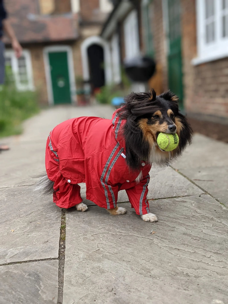 Striped Dog Raincoat